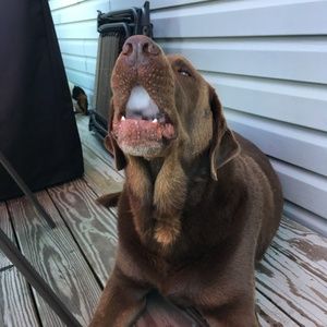 Meet your Posher, Diane